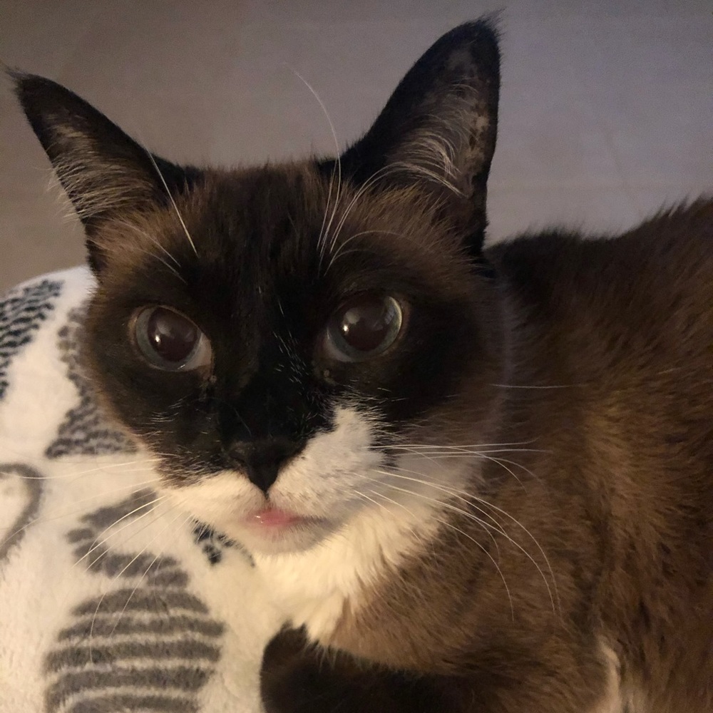 Meet your Posher, Patti